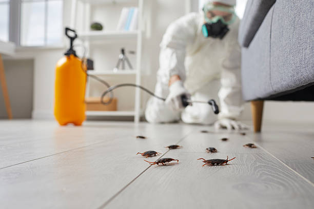 Post-Treatment Bed Bug Interceptor Monitoring in South Eliot